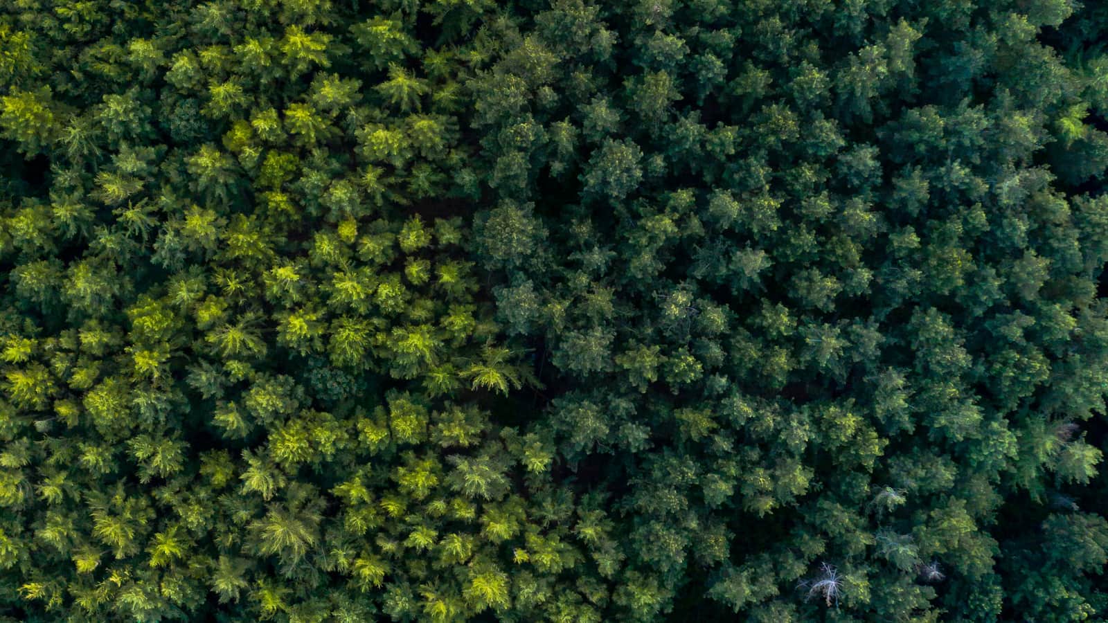 Aerial view of a dense green forest canopy